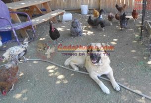 Cách huấn luyện chó để giữ trại gà hiệu quả an toàn