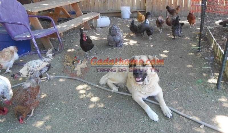 Cách huấn luyện chó để giữ trại gà hiệu quả an toàn